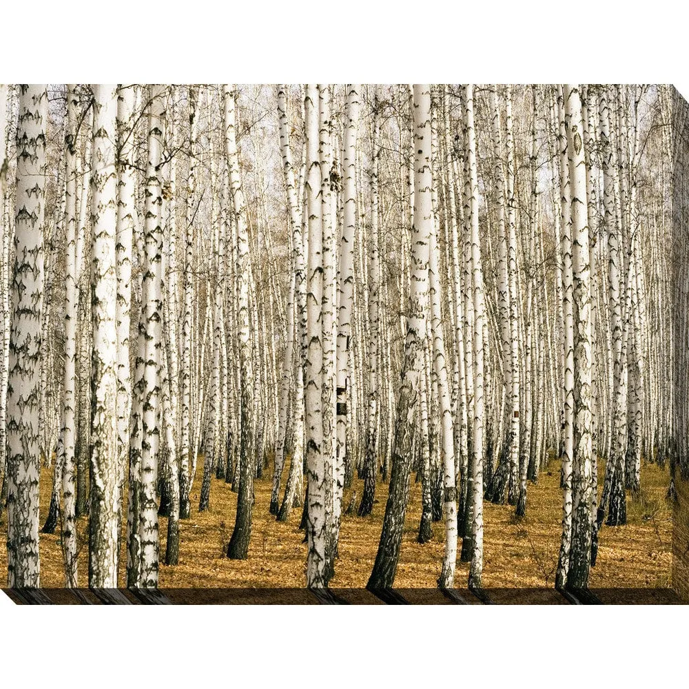 "Birch Trees 3" Giclee Print Canvas Wall Art