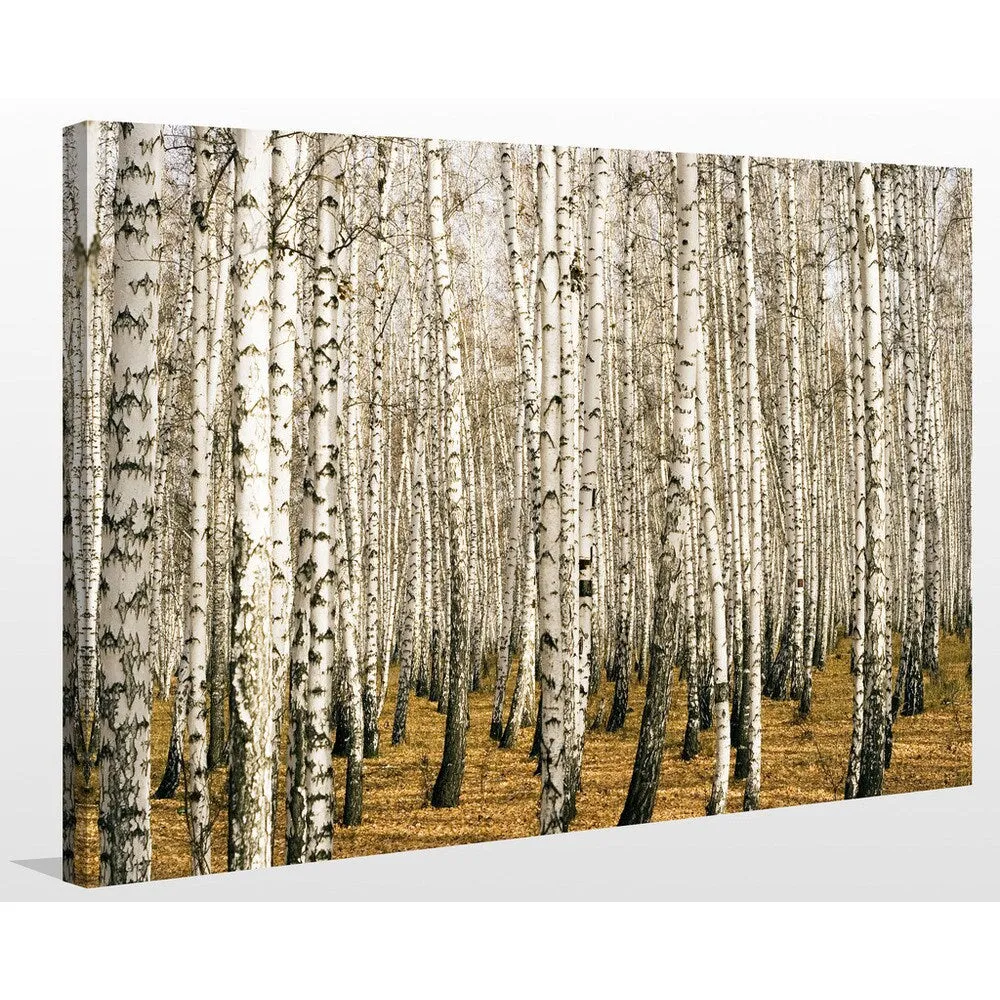 "Birch Trees 3" Giclee Print Canvas Wall Art