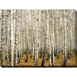 "Birch Trees 3" Giclee Print Canvas Wall Art