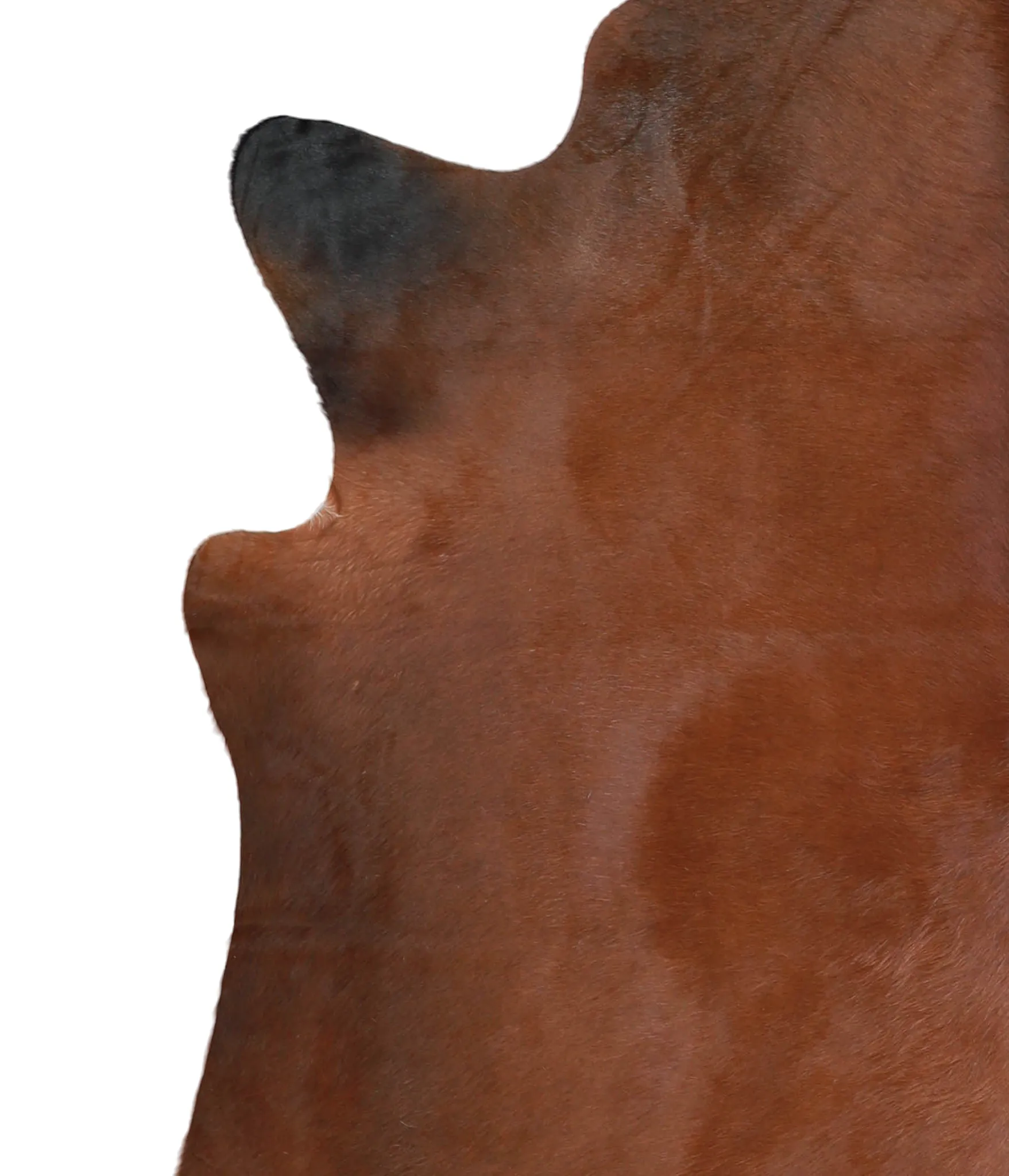 Warm Caramel X-Large Brazilian Cowhide Rug 6'9"H x 6'2"W #A21498 by Hudson Hides